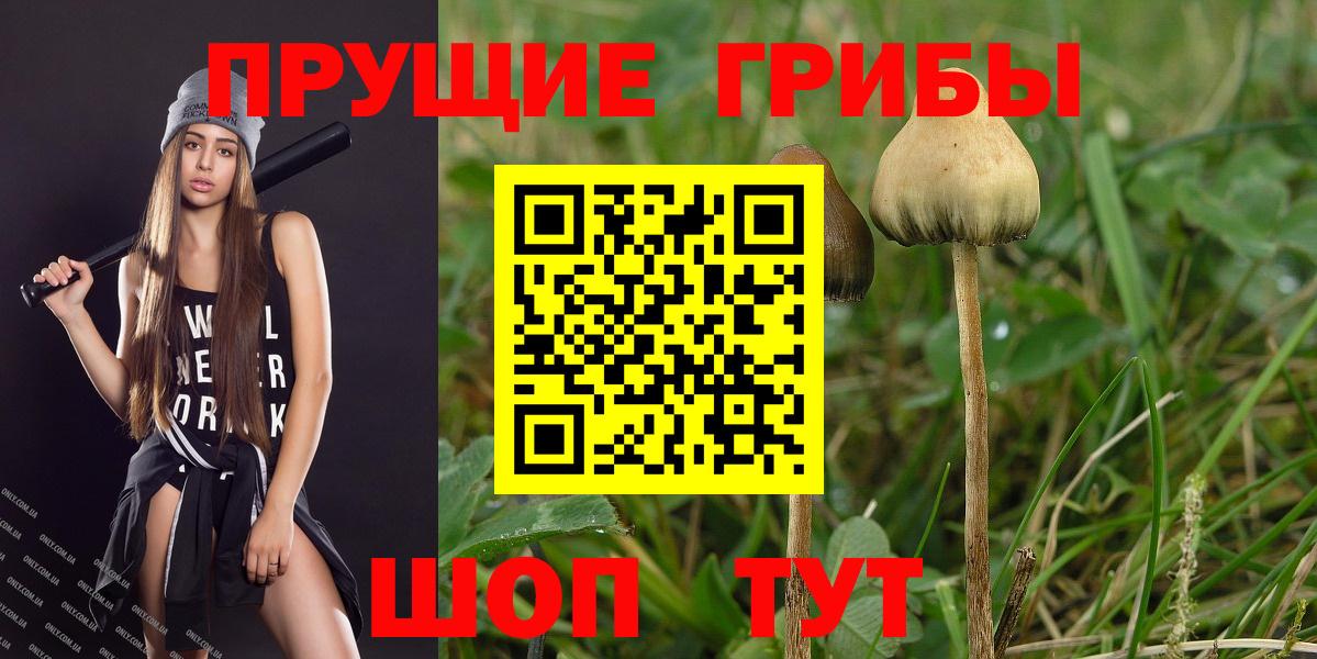 Псилоцибиновые грибы прущие грибы  Вход с VPN  Касимов  Псилоцибиновые грибы Psilocybe 